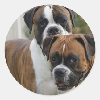 Adesivo Redondo Dois Cães Boxer
