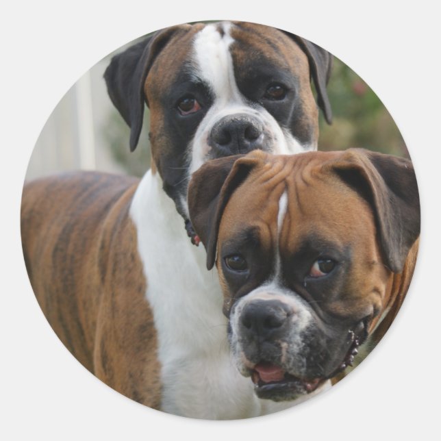 Adesivo Redondo Dois Cães Boxer (Frente)