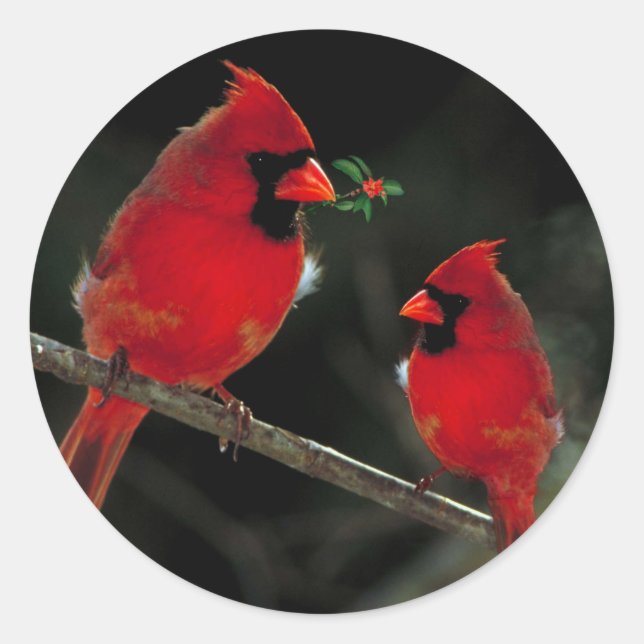 Adesivo Redondo Dois cardeais com selos de envelope de Natal (Frente)