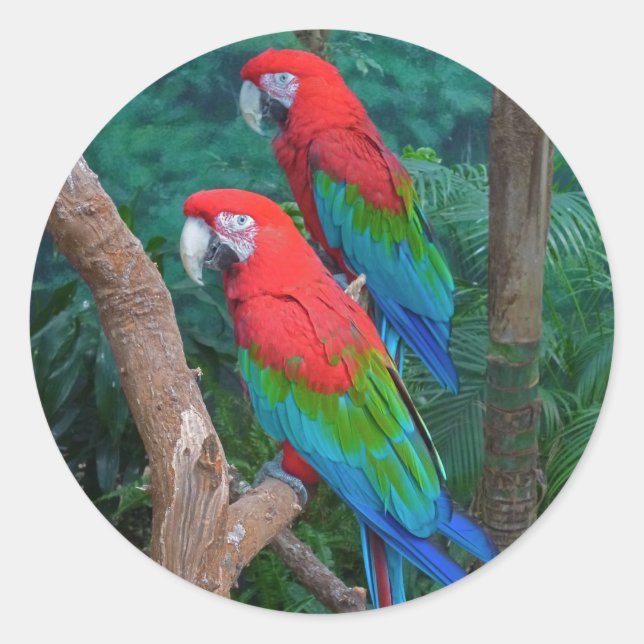 Adesivo Redondo Dois Macaws Vermelhos e Verdes Ara Chloropterus (Frente)