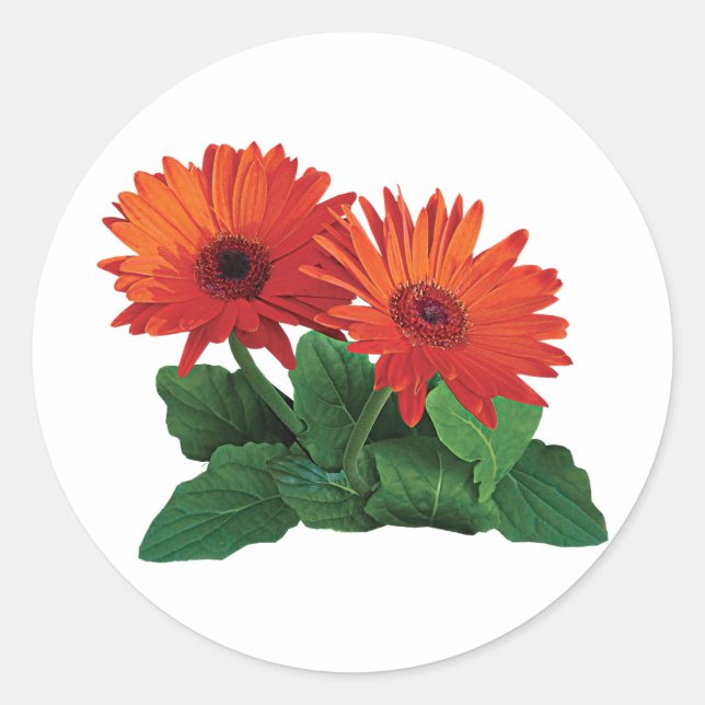 Adesivo Redondo Dois Orange Gerbera Daisies (Frente)