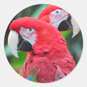 Adesivo Redondo Dois papagaios coloridos do macaw