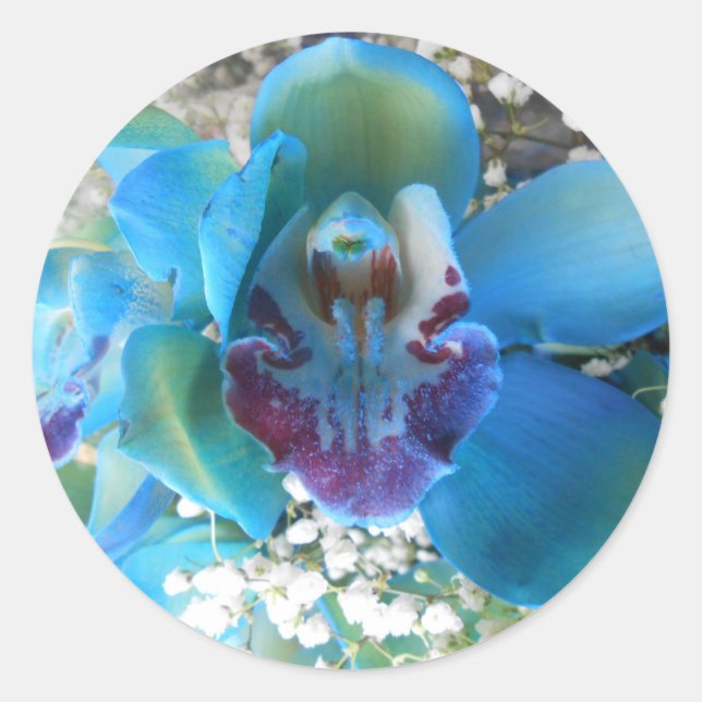 Adesivo Redondo Donella (Frente)