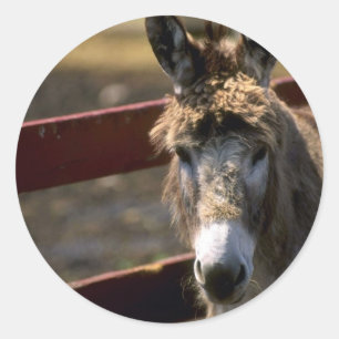 Adesivo Redondo Donkey