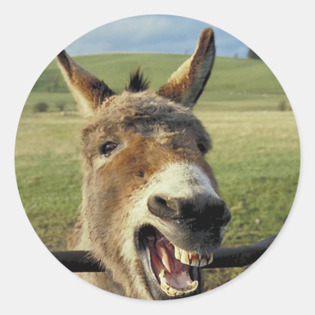 Adesivo Redondo Donkey (Frente)