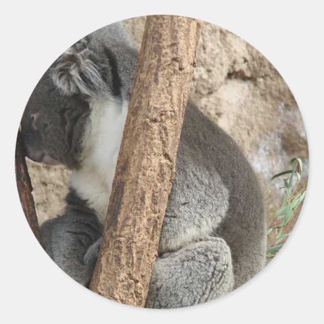 Adesivo Redondo Dormindo Koala (Frente)