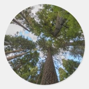 Adesivo Redondo dossel da árvore Douglas Fir