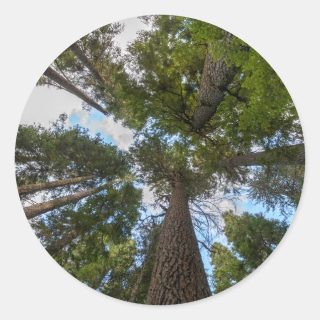 Adesivo Redondo dossel da árvore Douglas Fir (Frente)