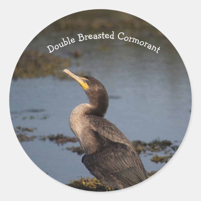 Adesivo Redondo Double breasted cormorant  (Frente)