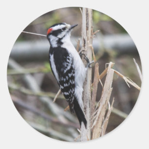 Adesivo Redondo Downy Woodpecker