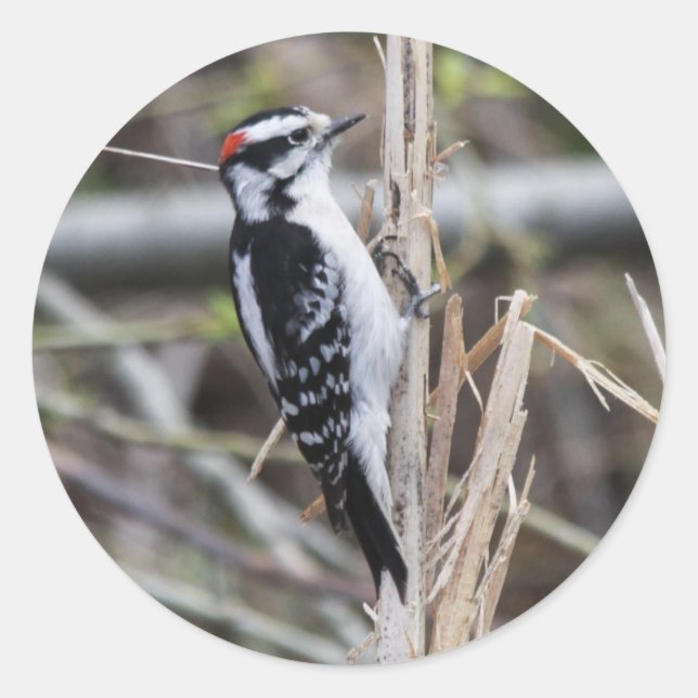 Adesivo Redondo Downy Woodpecker (Frente)