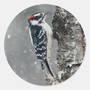 Adesivo Redondo Downy Woodpecker em Neve - Foto Original