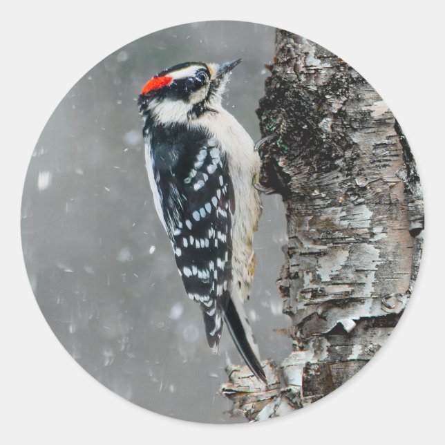 Adesivo Redondo Downy Woodpecker em Neve - Foto Original (Frente)