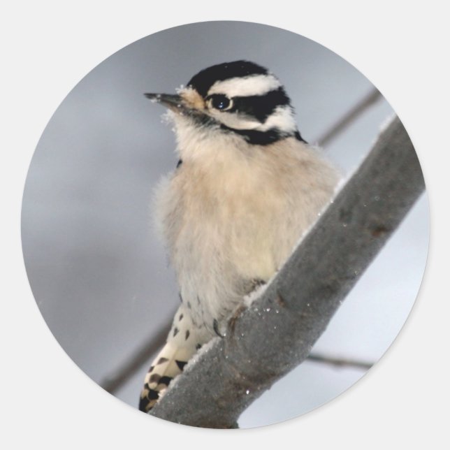 Adesivo Redondo Downy Woodpecker Stickers (Frente)