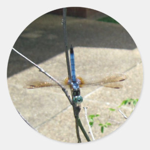 Adesivo Redondo Dragonfly