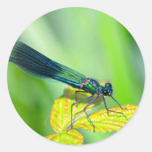 Adesivo Redondo Dragonfly
