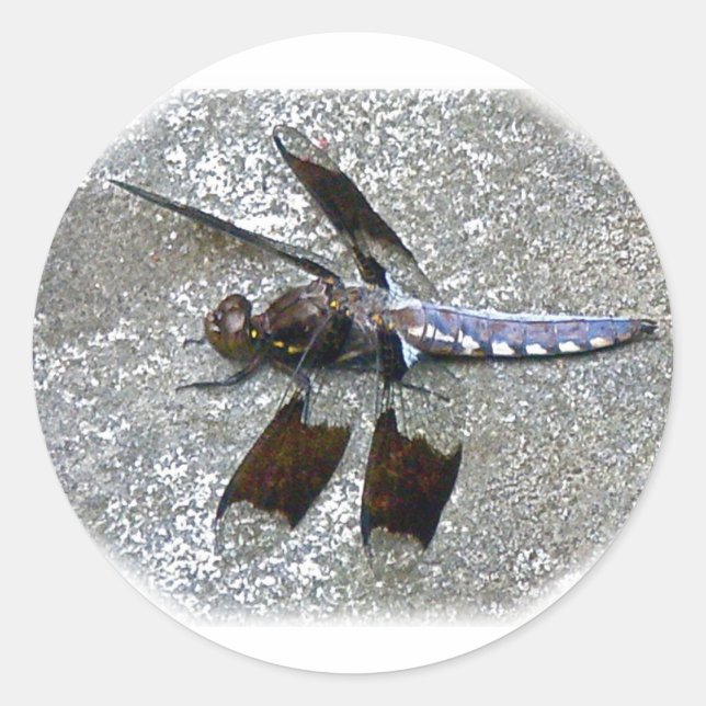 Adesivo Redondo Dragonfly Azul (Frente)