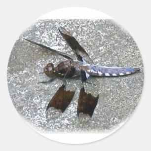 Adesivo Redondo Dragonfly Azul