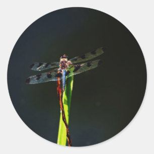 Adesivo Redondo Dragonfly azul e preta sobre a grama verde e verme