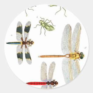 Adesivo Redondo dragonfly-clip-art-4