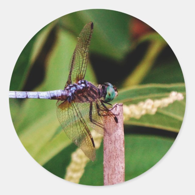 Adesivo Redondo Dragonfly com flores brancas (Frente)