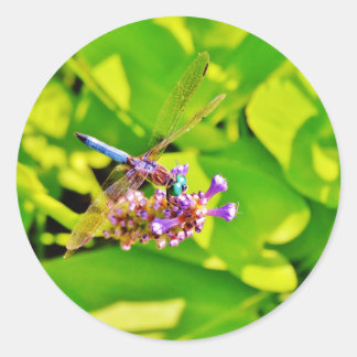 Adesivo Redondo Dragonfly de cor arco-íris numa flor rosa púrpura
