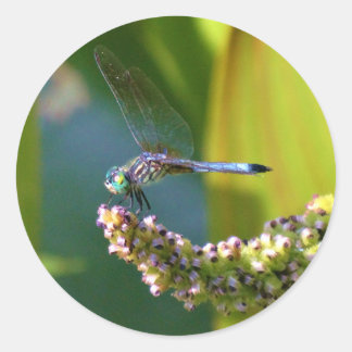 Adesivo Redondo Dragonfly de olhos lacrimejados