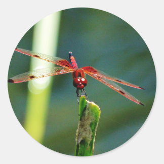 Adesivo Redondo Dragonfly Frontal Vermelha e Negra