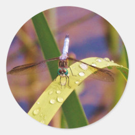 Adesivo Redondo Dragonfly na folha de chuva