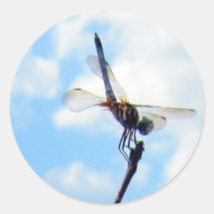 Adesivo Redondo Dragonfly ~ Prepare para descolagem