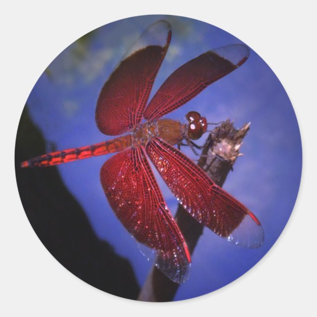 Adesivo Redondo Dragonfly vermelha (Frente)