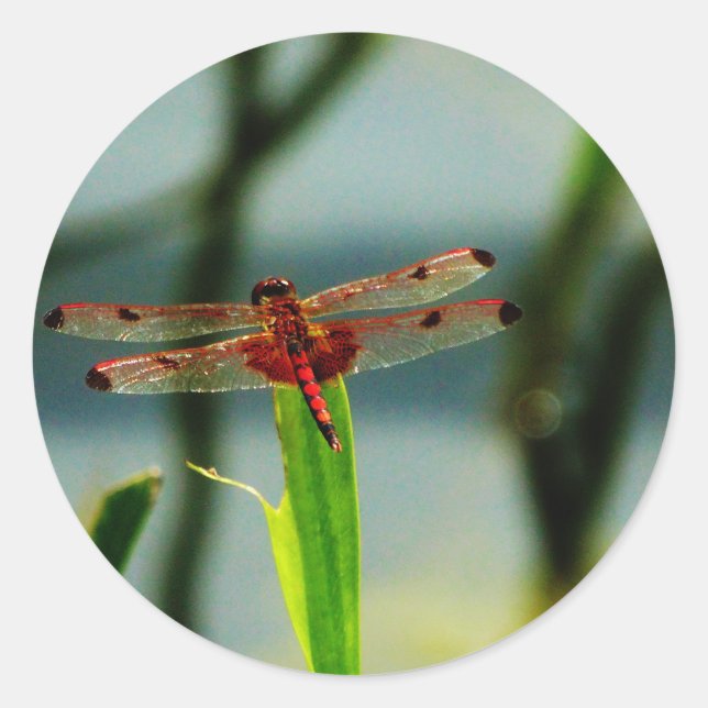 Adesivo Redondo Dragonfly Vermelha e Negra (Frente)