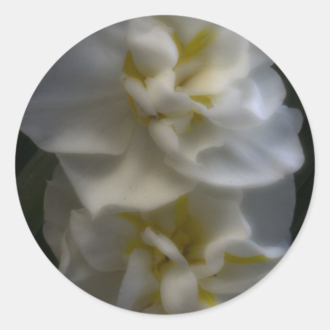 Adesivo Redondo Dreamy Narcissus Daffodils (Frente)