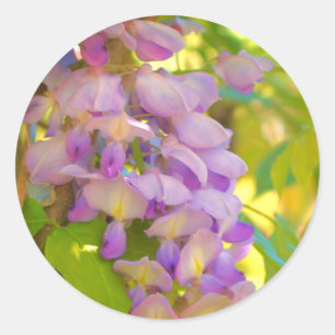 Adesivo Redondo Dreamy Wisteria Flower