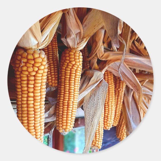 Adesivo Redondo Dry Whole Ear Corn with Husks (Frente)