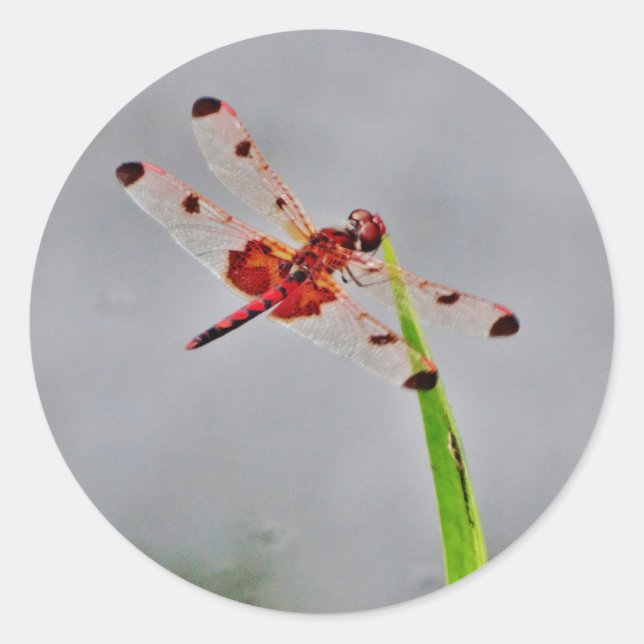 ADESIVO REDONDO DSC00029.JPG (Frente)