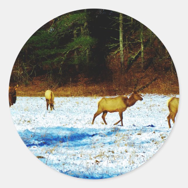 ADESIVO REDONDO DSC00131.JPG (Frente)