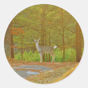 ADESIVO REDONDO DSCF4041.JPG