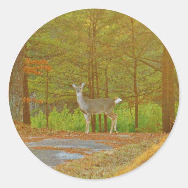 ADESIVO REDONDO DSCF4041.JPG (Frente)