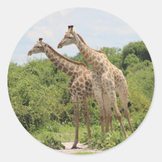 Adesivo Redondo Duas girafas