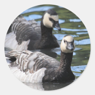 Adesivo Redondo Dueto do Barnacle