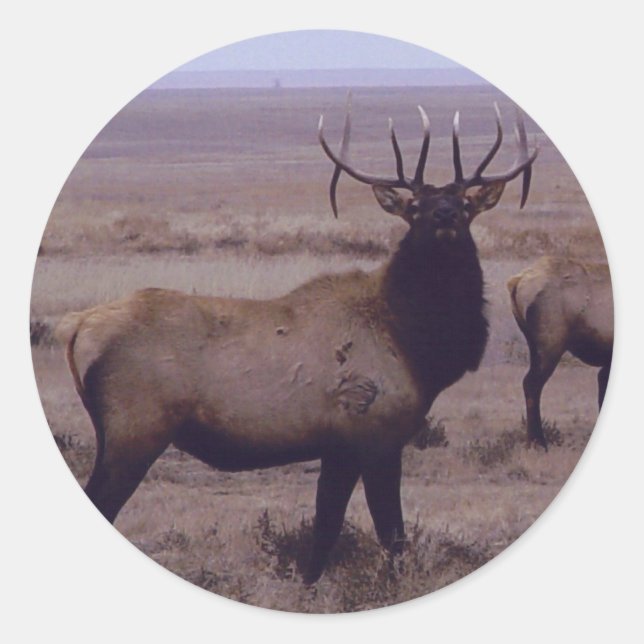 Adesivo Redondo E19 Tininhos De Dupla Largura De Elk Bull (Frente)