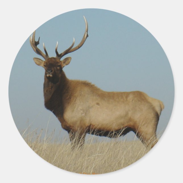 Adesivo Redondo E43 Young Bull Elk (Frente)
