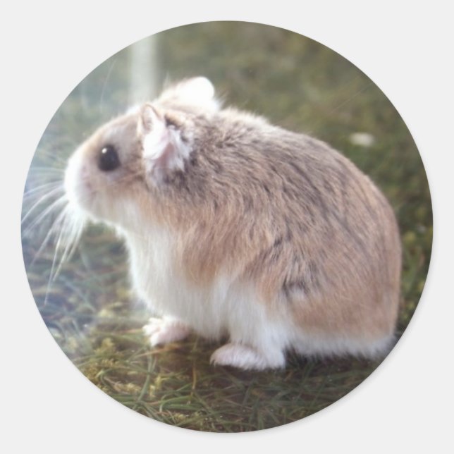 Adesivo Redondo É uma abelha? (Frente)