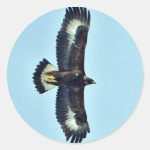 Adesivo Redondo Eagle dourado em vôo