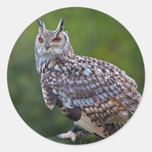 Adesivo Redondo Eagle Owl Sticker