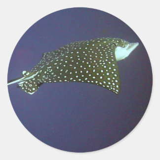 Adesivo Redondo Eagle Ray