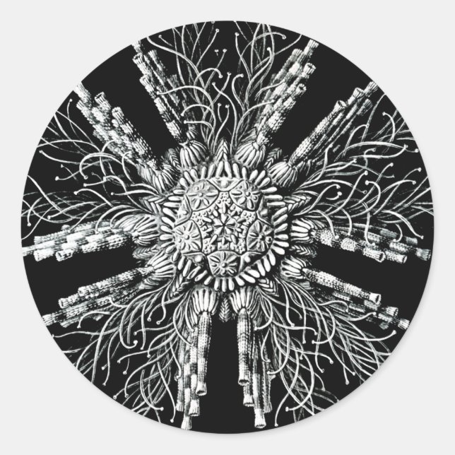 Adesivo Redondo Echinidea Sticker (Frente)