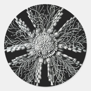 Adesivo Redondo Echinidea Sticker