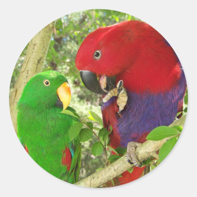 Adesivo Redondo Eclectus Pair (Frente)